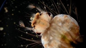 Я ИНФУЗОРИЯ И ЭТО МОЯ ИСТОРИЯ! МИР ГЛАЗАМИ ИНФУЗОРИИ ТУФЕЛЬКИ