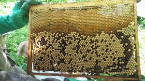 КАК ИСПОЛЬЗОВАТЬ ТРУТНЕВЫЕ ЛИЧИНКИ ИЗ СТРОИТЕЛЬНЫХ РАМОК НА ПАСЕКЕ ПОСЛЕ ОБРЕЗКИ СОТ