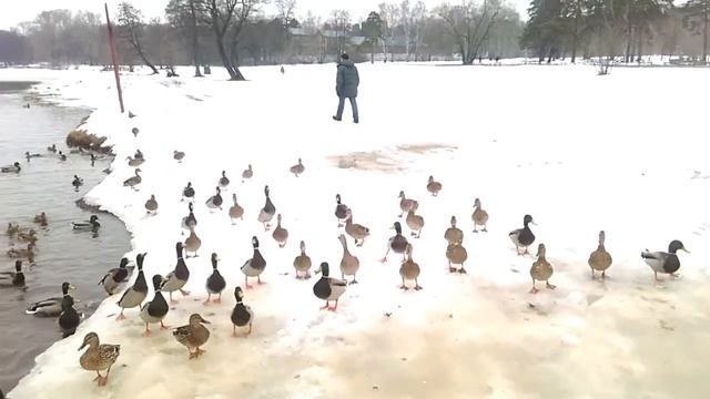 Кормление уток. смотреть онлайн