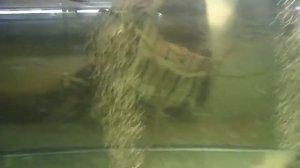 Разведение лабео. Часть 5.