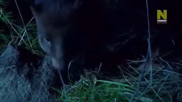Австралия 🇦🇺. Путешествие сквозь эволюцию. Дикая природа. Невероятная планета 🌍 Земля