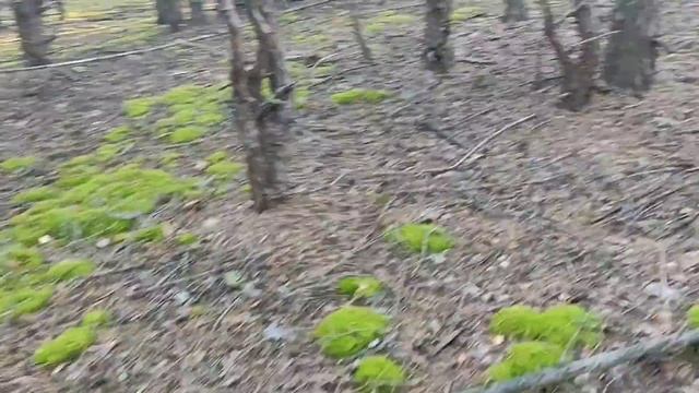 Поехали за грибами смотреть онлайн