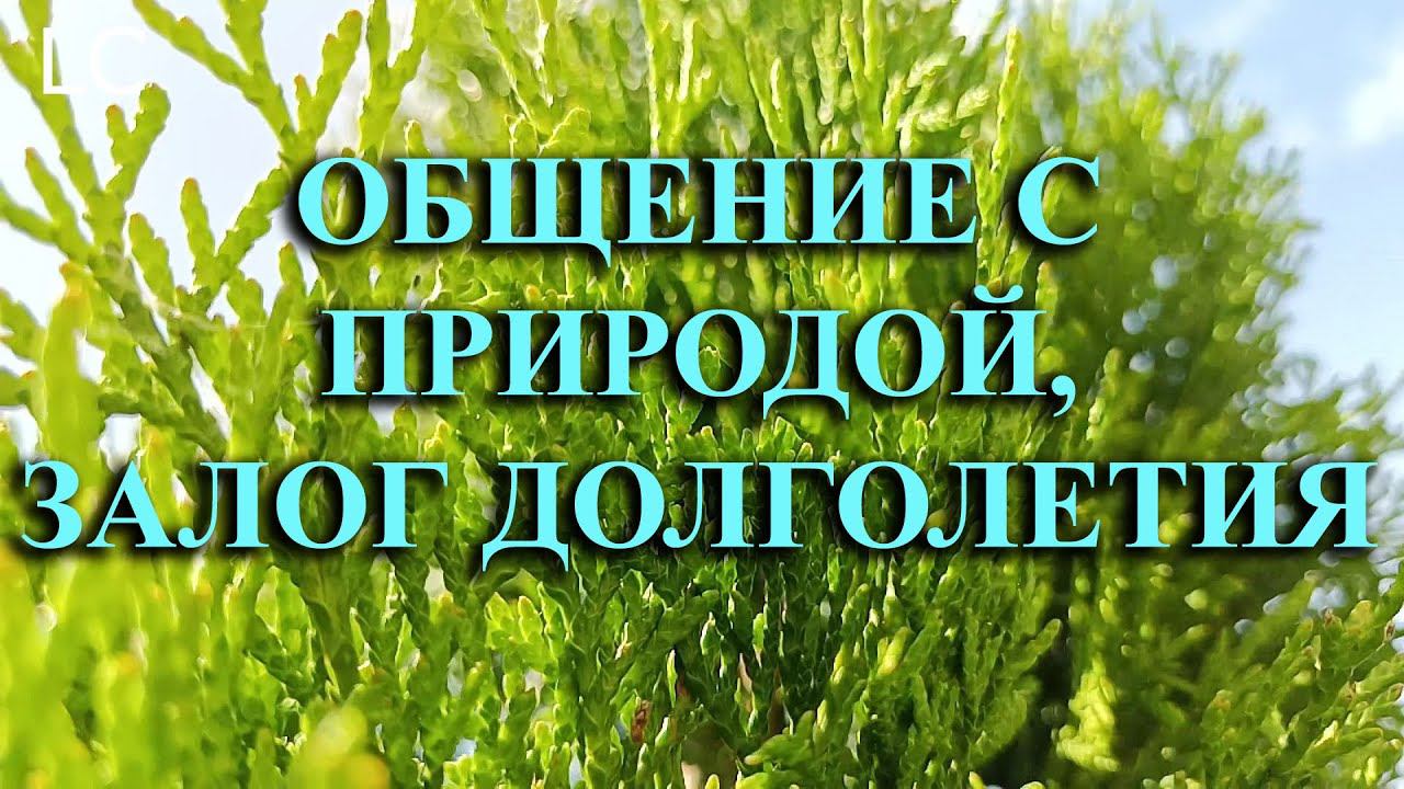Успокаивающее и расслабляющее пение птиц, для оздоровления. #музыкадлясна #природа
