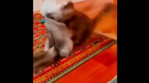 Приколы с котами лучшие топ подборки под музыку