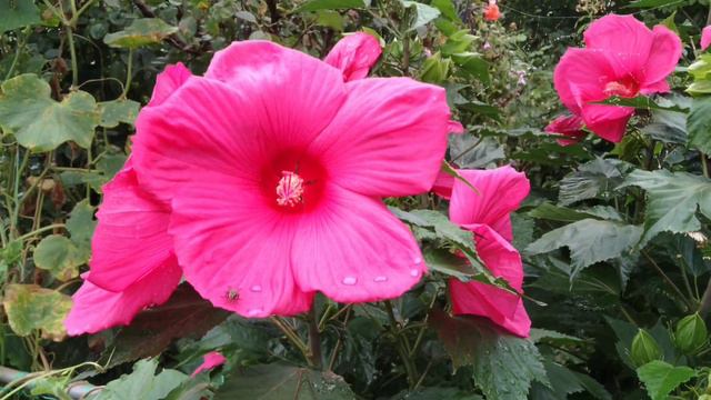 гибискус травянистый смотреть онлайн