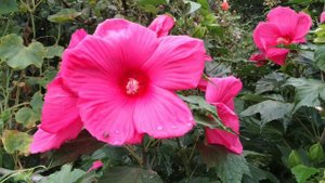 гибискус травянистый