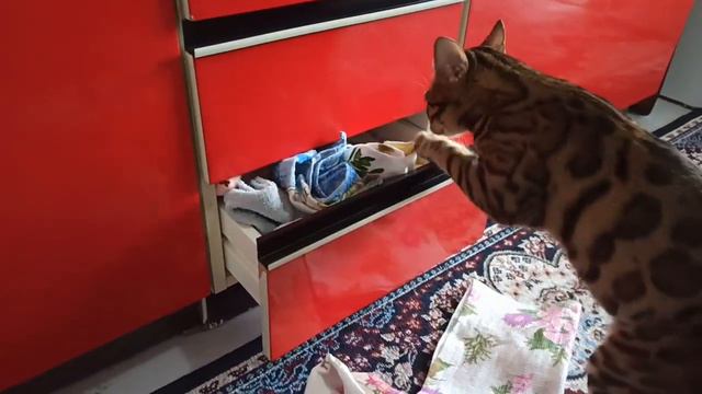 Симона Бенгальская. Кошка с характером! #бенгальскаякошка #котики #кот #животные #животныедома