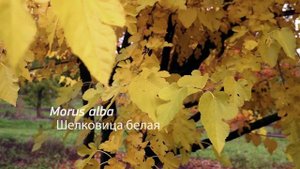 ПИТОМНИК ЛОРБЕРГ. ВПЕЧАТЛЕНИЯ