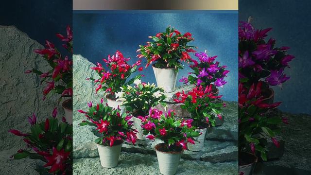 Înflorirea craciunelului ! смотреть онлайн