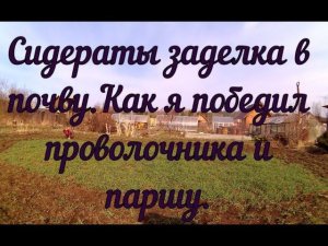 Сидераты заделка в почву. Как я победил проволочника и  паршу. Задний ход на мотокультиваторе.