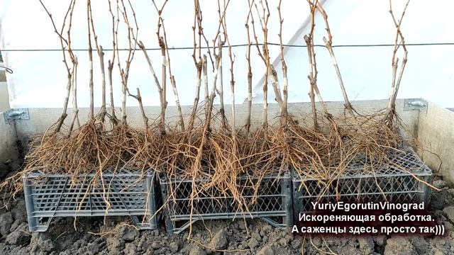 ? ОТ ИСКОРЕНЯЮЩЕЙ ОБРАБОТКИ винограда давно уже НЕТ ТОЛКУ. Чем обработать виноград в зиму? смотреть онлайн
