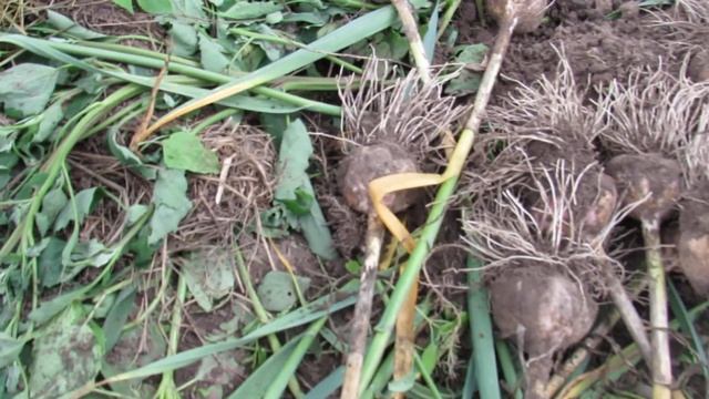 чеснок из бульбочек . урожай чеснока брянские сорта .
