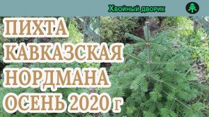 Пихта кавказская Нордмана Сезон осень 2020 года (Обзор) питомник Хвойный дворик