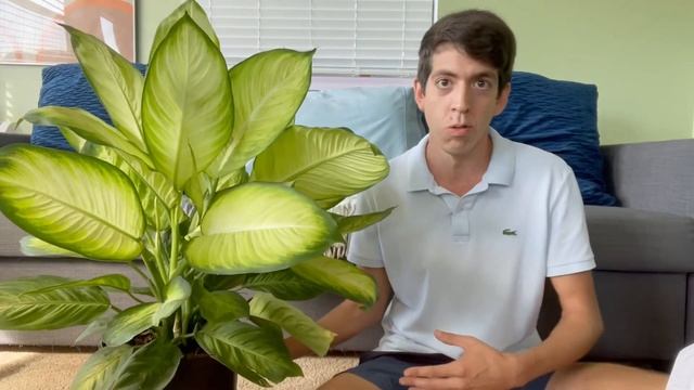 Dieffenbachia Tropic Marianne смотреть онлайн