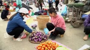 Harvest Life 60 Days of Farm Harvesting - Harvesting Plants Go to Market to Sell