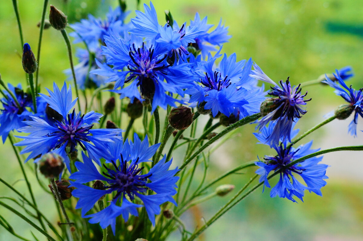 Трава синие цветочки название фото