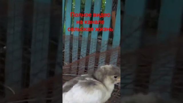 Джерсийский гигант #сельскаяжизнь