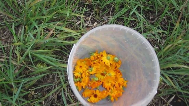 Чем полезна календула и как ее выращивать и собирать.
