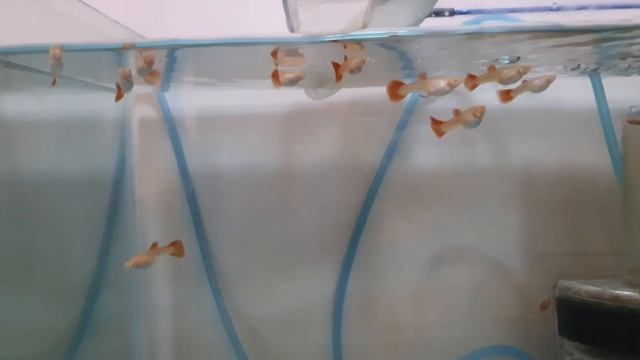 Как отличить затянутую рыбку от подростка! Посадил Тернеций на нерест! смотреть онлайн