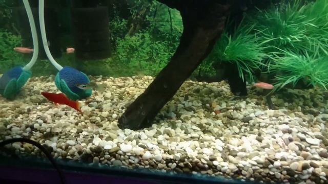 Гуппи самец гоняет Меченосца самца! Забавно! смотреть онлайн