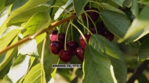 Секреты выращивания деревьев из семечек.
#Познавательно
#Природа