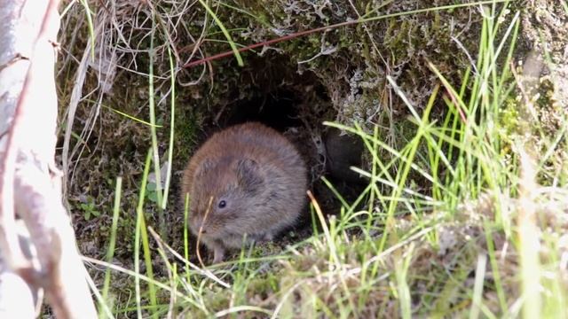 Полёвка - будни у норки. смотреть онлайн