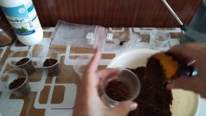 Клубни Алоказий из аква грунта в какос + + +