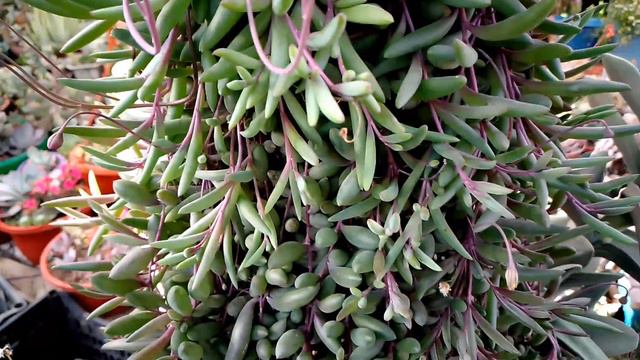 tour por el jardín de nuestra amiga Caty #plantas #flowers #garden #flores #jardin #mexico смотреть онлайн