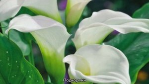 Цветы каллы — как посадить и ухаживать