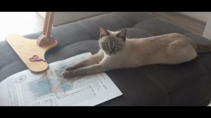 Почти рукодельный VLOG. Вышивальная неделя 03 - 09.09.2023