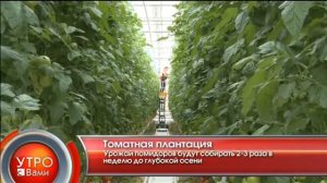 Томатная плантация - "Утро с Вами" 25.04.2013