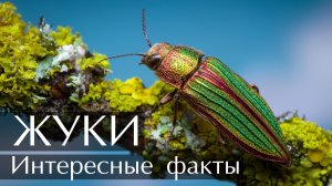 Жуки. Интересные факты