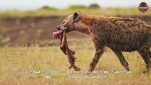 S1 E23: Hyenas – The Crafty Scavengers of the Savannah