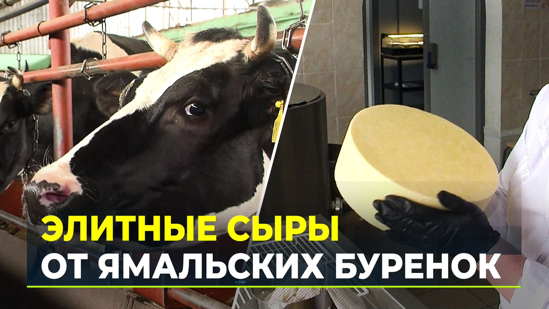 На Крайнем Севере будут производить горгонзолу и рокфор
