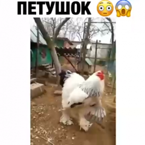 Гигантский петух