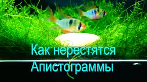 Как нерестятся Апистограммы