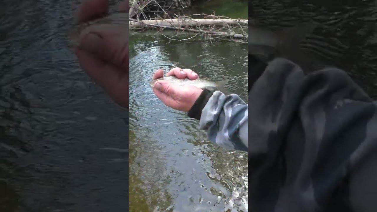 1130 ХАРИУС 1 год ЦЕНА ЖИЗНИ #дмитрийяков #рыбалка #хариус #тайга #fishing #hunting  #выживалово
