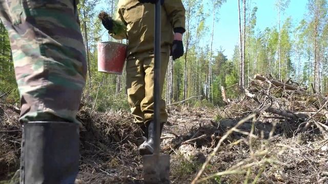 Лесопосадки - обязательная часть лесопользования на арендованных  делянках