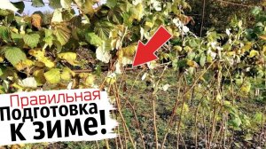 Малины будет море если делать так в октябре ноябре! Подготовка малины к зиме! Обрезка подкормка!