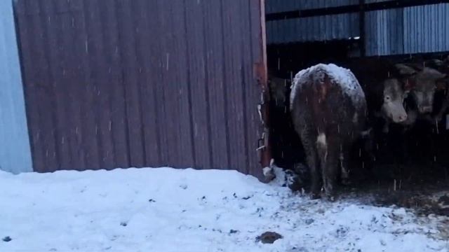 СНЕГ И МЕТЕЛЬ В НАЧАЛЕ ЯНВАРЯ 2022 года. Наши Герефорды - молодцы, встречают достойно непогоду ! смотреть онлайн
