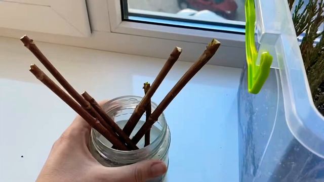 Черенкование можжевельника в феврале на подоконнике