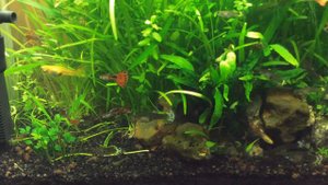 Аквариум 30 литров часть 3