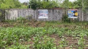 Обработка картофеля экос гум. 3 часть эксперимента.