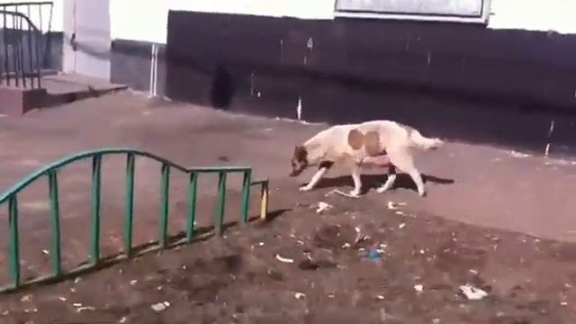 Бездомные животные #4 (Самка) смотреть онлайн