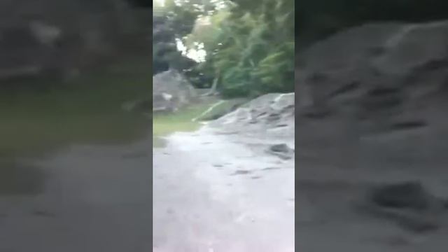 Grant in Tikal park