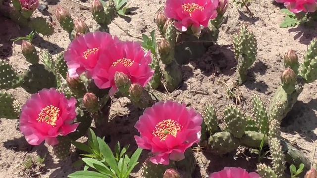 Opuntia fragilis cv Freiberg LYGA-EXOTIC смотреть онлайн
