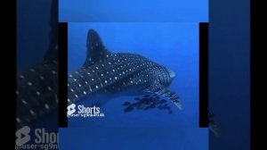 КИТОВАЯ АКУЛА