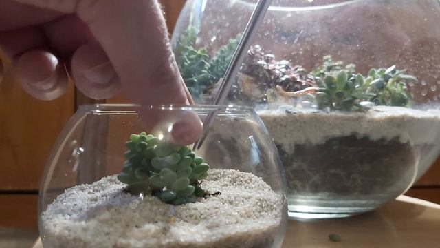 Мастеркласс по созданию нано флорариума смотреть онлайн