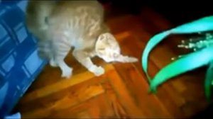 Злые коты и собаки. Домашние животные. Подборка.