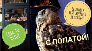 Сова в шоке! Когда вместо голубя за окном появился мужик с лопатой, а сова не одета!